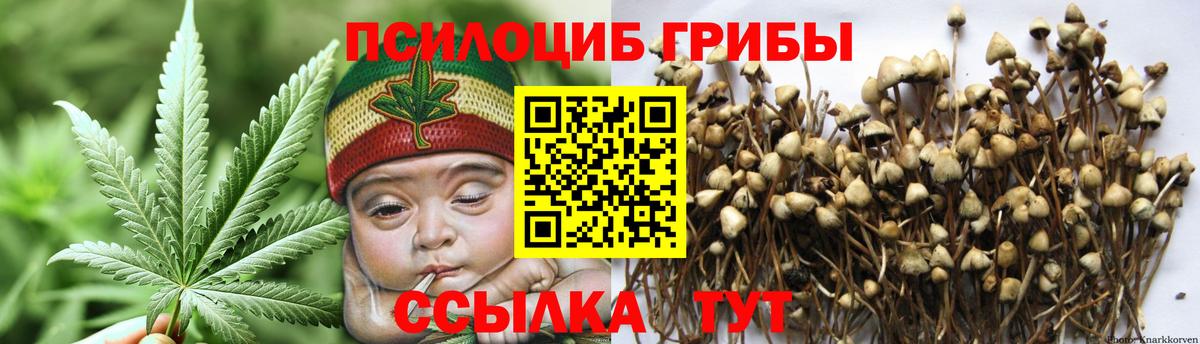 Галлюциногенные грибы Psilocybe Великие Луки